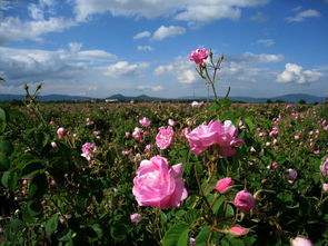 玫瑰：美丽与爱情的象征