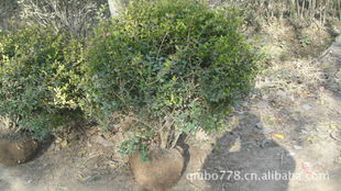 一米二的黄杨球和小叶黄杨木价格大揭秘