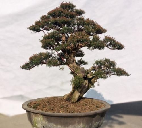 赤楠盆景摆放有什么风水禁忌，如何根据其寓意选择最佳位置