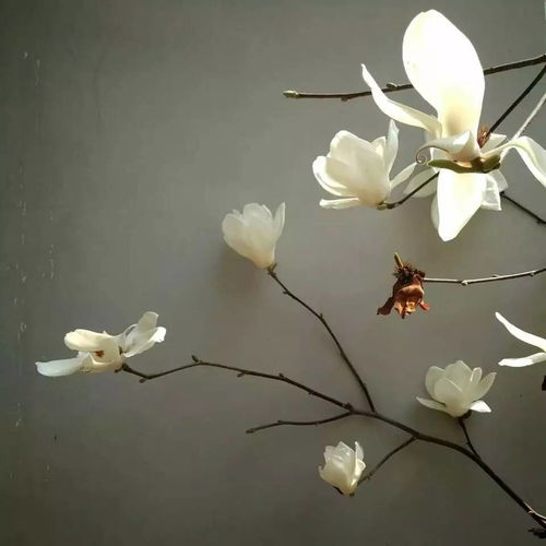 想看竹节海棠花美图？这里有你想要的姿态各异