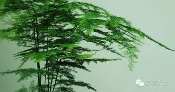 其他适应性强的树种或草本植物