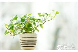 刚移栽植物如何养护？如何让它们快速适应新环境