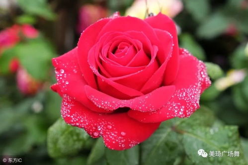 月季花形香气的独特魅力