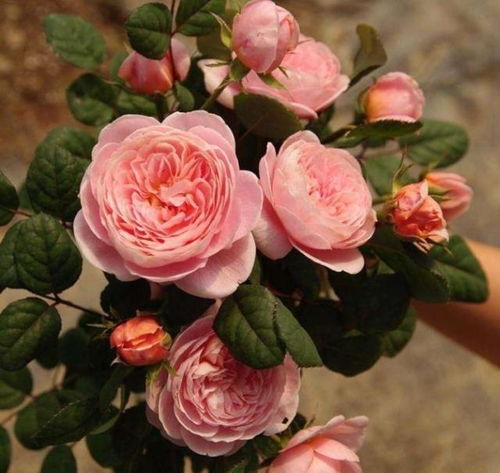 哎呀， 我怎么记得的这么清楚，好像有点不对劲