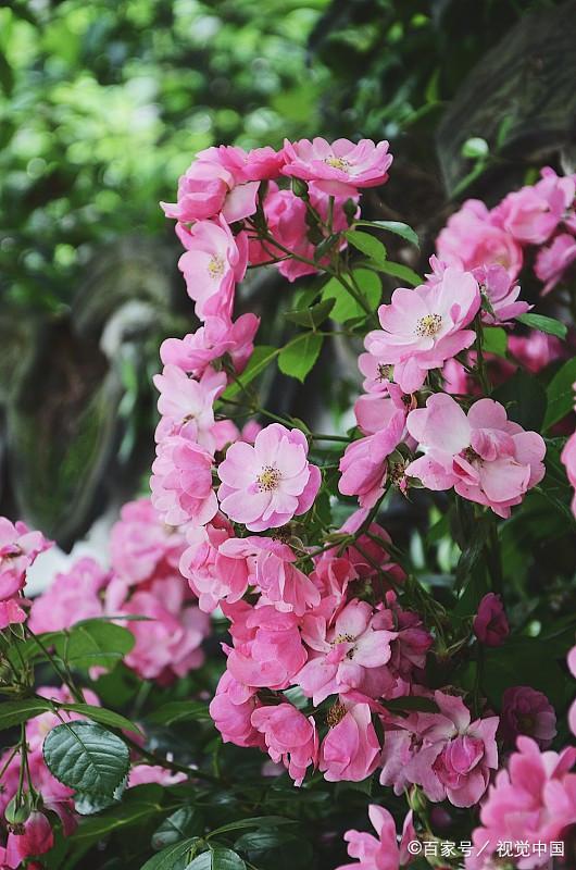 大游行：种植简单， 生长旺盛