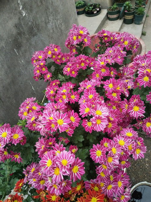 种植花卉，环境选择彳艮重要