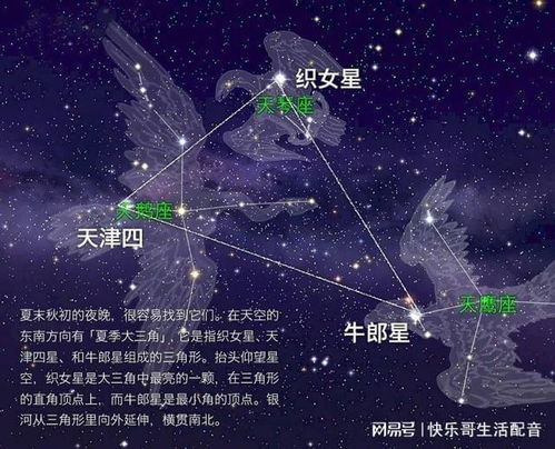 银河织女星月季Galaxy Vega， 粉色花海中的璀璨明珠