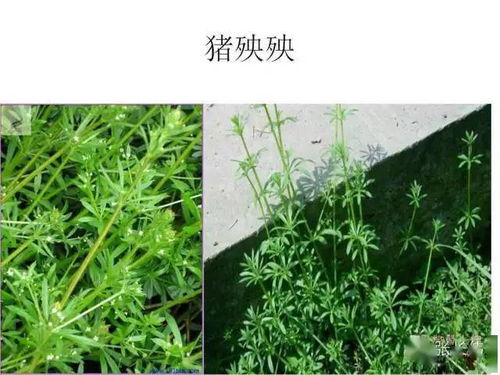 四、 乙草胺去锈的相关问题