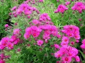 翠菊：一年生还是多年生？揭秘其生命力之谜！