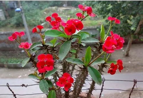 荷包花与三色堇