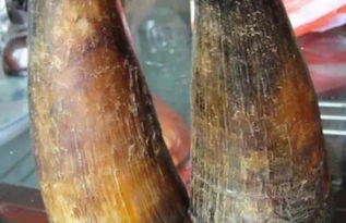 园艺分类和种苗培育