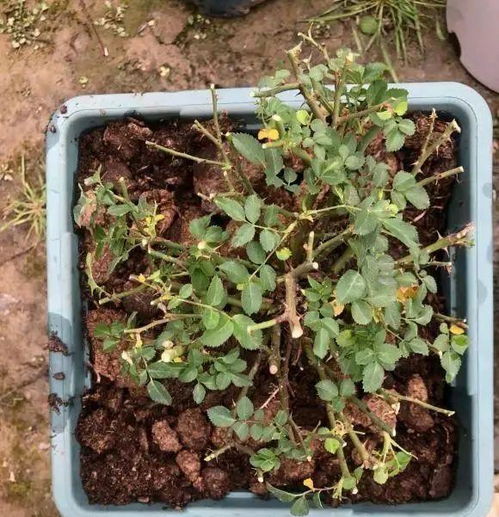 换盆前的准备：盆的大小与土壤的选择