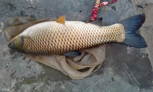 草鱼易钓，掌握技巧快速上鱼