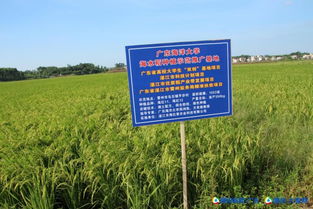 秋茄与白骨壤：盐碱地的双雄