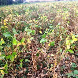 一亩蓖麻产量揭秘：老农算账直拍大腿