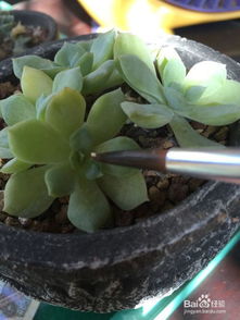 多肉植物白介壳虫用什么方法彻底根除