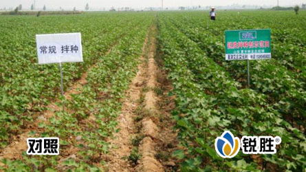 先正达中国种衣剂揭秘：主要成分与作物生长作用