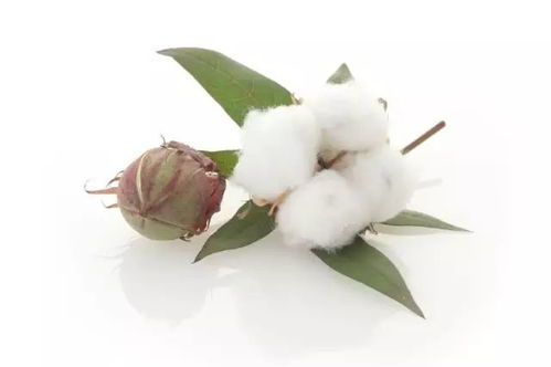 搭配技巧：玩转棉花的花语