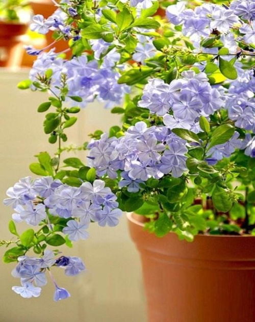 春天种花为何总是失败？