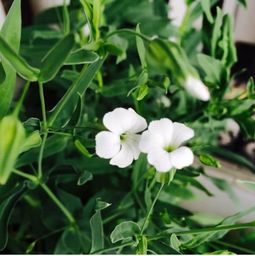 基质配方，你选对了吗？