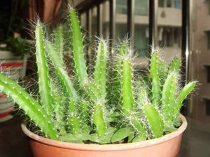 自制水果盆栽，环保又有趣