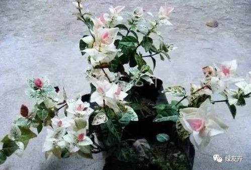 如何快速提高络石扦插生根成功率？花叶络石扦插繁殖的最佳方法是什么