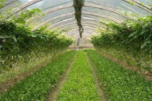 蔬菜大棚种植技术哪家强？老菜农分享经验