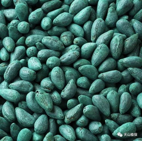 购买香菜种子注意事项