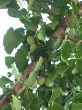 银杏树的生长速度