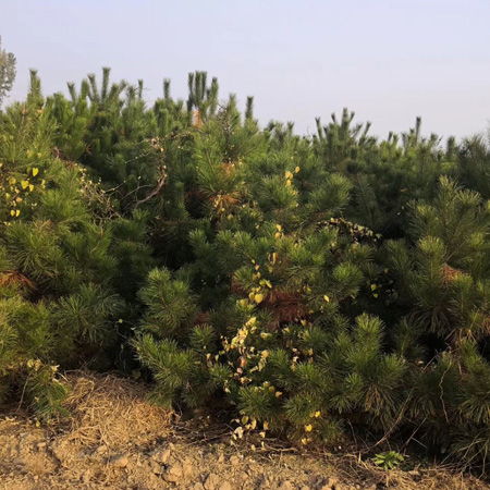 油松的价格与修剪技术