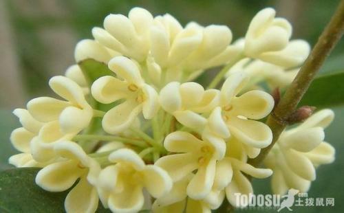 桂花树种子种植，你准备好了吗？