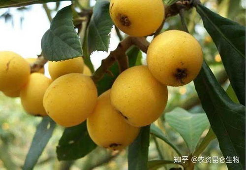 枇杷怎么种才能又大又甜？