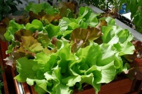 阳台如何种植生菜