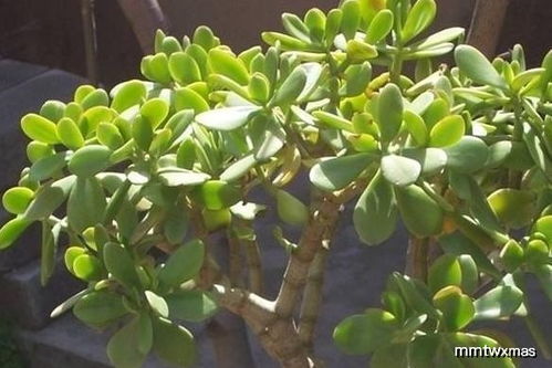 玉树——大自然的神奇礼物