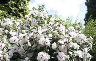 农药对植物的影响