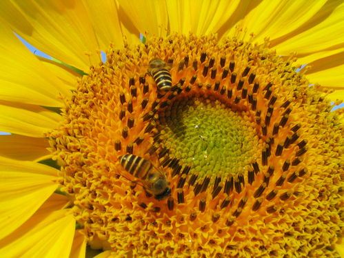 向日葵：太阳的使者