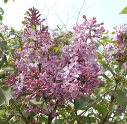 白丁香与紫丁香的价格波动