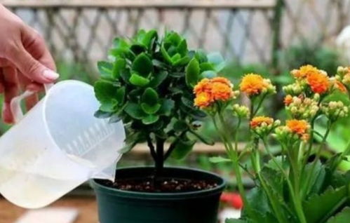 高温对长寿花的影响