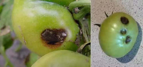 多菌灵：用途广泛，效果如何？