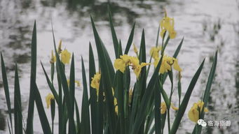最佳分株时机：春末夏初！分株后精心呵护，助吊兰茁壮成长~