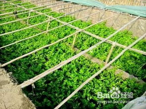 有没有更健康的种植方法？