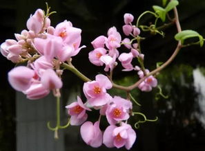 珊瑚藤属植物，常绿木质藤本
