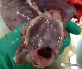 如何区分治疗伪狂犬病与脑膜炎型链球菌？