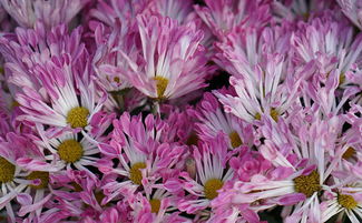 被坑惨的经历与狠角色伺候