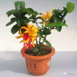 换盆期：蛋壳粉拌土（旧电饭煲内胆碾碎超方便）