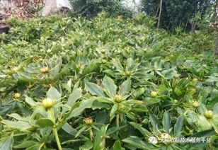 种植重楼， 病害虫防治大揭秘