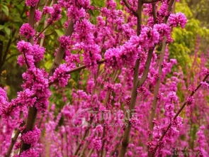 五、洒金柏：金光闪闪，美丽夺目