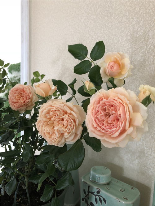 需要采取哪些措施促进其开花？