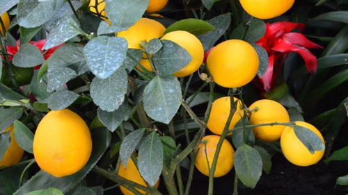 柠檬的花朵与果实的关系