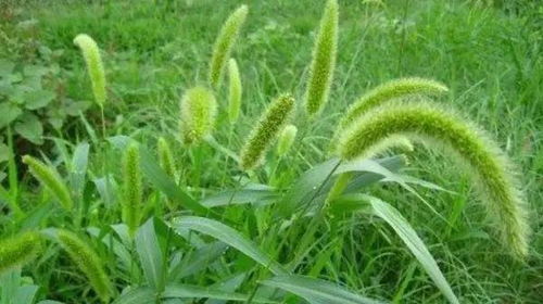 提摩西草≈狗尾巴草？养宠新手必看知识